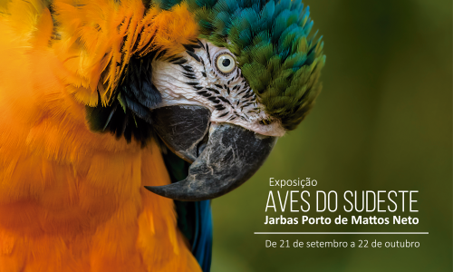 Aves_do_sudeste_fb_1000x1000_